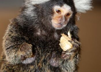 Barak - A Marmoset Monkey