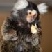 Barak - A Marmoset Monkey