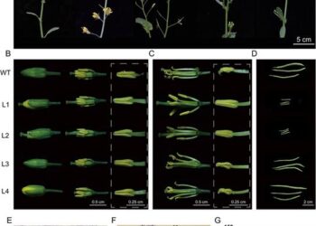 Phenotypic characterization of flower buds, open flowers, and silique development in WT and four mutants.