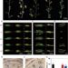 Phenotypic characterization of flower buds, open flowers, and silique development in WT and four mutants.