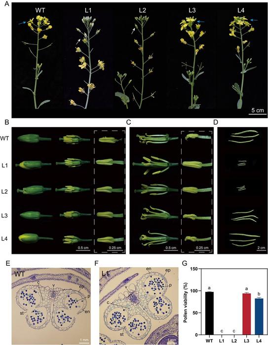 Phenotypic characterization of flower buds, open flowers, and silique development in WT and four mutants.