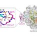 CDCA7 specifically binds to hemi-methylated DNA in the nucleosome