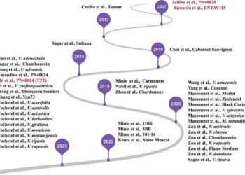 The history of grape genome sequencing.