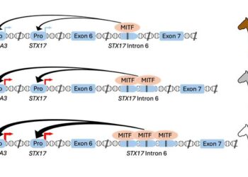 Schematic description of the mutation causing hair greying and susceptibility to melanoma in horses.