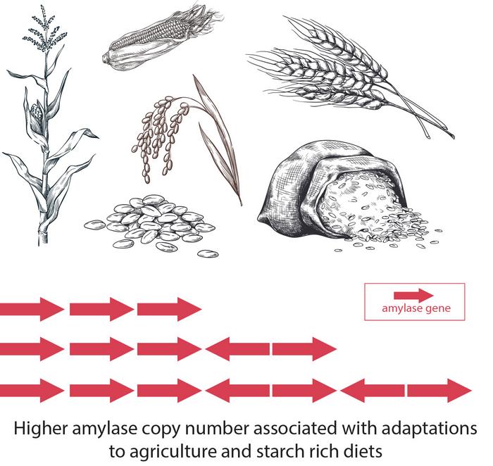 The effects of agriculture on human amylase genes