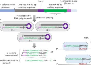 Formation of microRNAs by the Dicer enzyme, depending on the sequence length