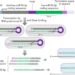 Formation of microRNAs by the Dicer enzyme, depending on the sequence length