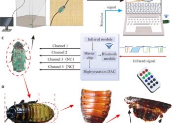 The cyborg insect is composed of the Madagascar hissing cockroach and a wireless stimulation backpack on its back.