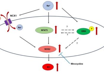 Microglial Response to Hypernatremia