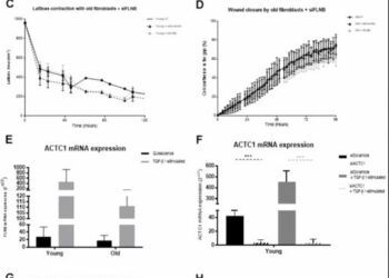 Proteomic and secretomic comparison of young and aged dermal fibroblasts highlights cytoskeleton as a key component during aging