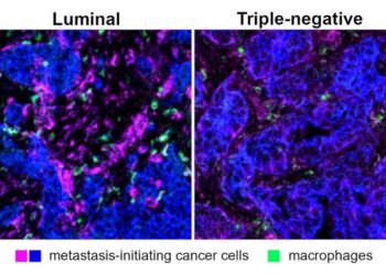 macrophages