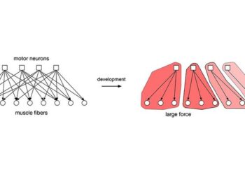 nervous system schematic