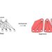 nervous system schematic