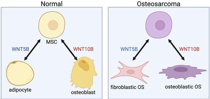 Targeting WNT5B and WNT10B in osteosarcoma