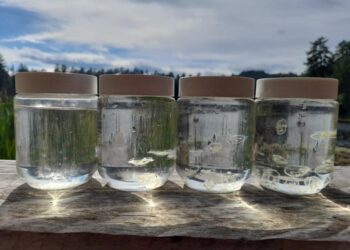 Peach blossom jellyfish in sample jars