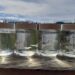 Peach blossom jellyfish in sample jars