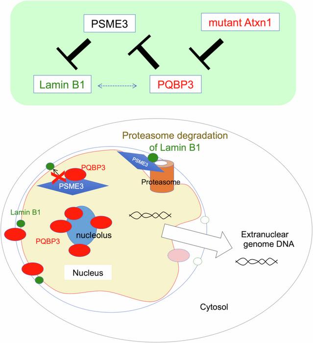 New study finds a link between aging and neurodegenerative disorders