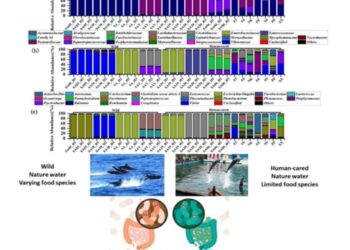 Hindgut microbial community members of wild (left) and human-cared (right) spotted dolphins at phylum (a), family (b), and genus (c) level.