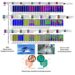 Hindgut microbial community members of wild (left) and human-cared (right) spotted dolphins at phylum (a), family (b), and genus (c) level.