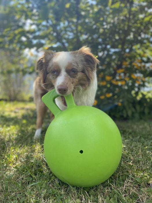 both-cats-and-dogs-often-enjoy-playing-fetch-with-their-owners