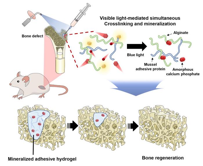 promoting-bone-regeneration-and-adhesion-using-safe-visible-light