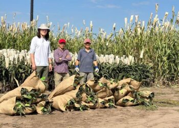 Harvesting sorghum biomass