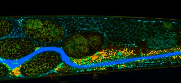 Fungus: A Potential Ally in Plant Conservation?
