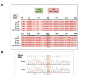 Analysis of pathogenic variants in retinoblastoma reveals a potential gain of function mutation