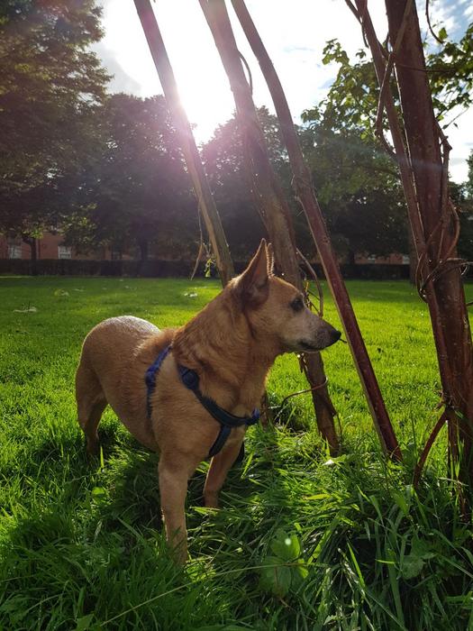 Park entrances may be hotspots for infective dog roundworm eggs