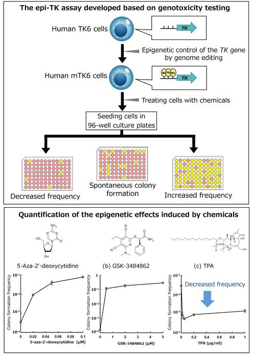 Researchers develop a cell-based reporter assay for quantification of chemical-induced epigenetic alterations