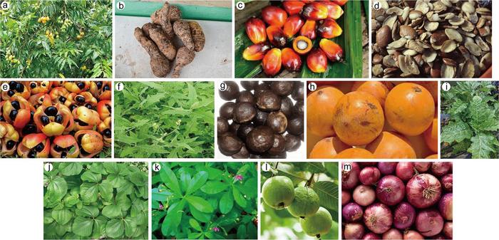 Selected edible Nigerian plants with anti-cancer properties
