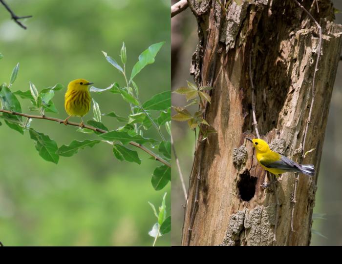 Among the pairs of species compared in the study are the Yellow Warbler (left) and the Prothonotary Warbler— an obligate cavity nester.