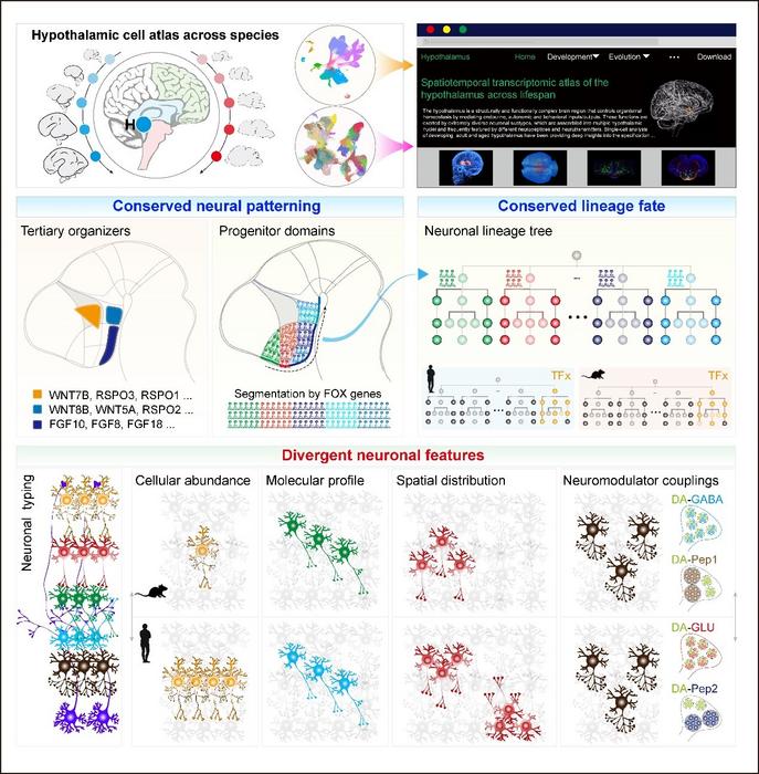 Principles of Hypothalamic Development and Evolution Across Species