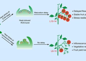 Tomato plants slow shoot meristem maturation to achieve heat-stress resilience