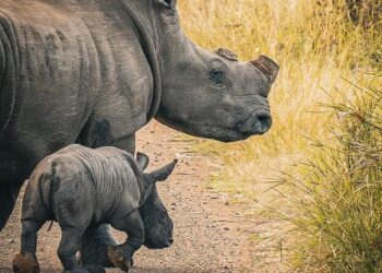 Dehorned white rhino mother and calf