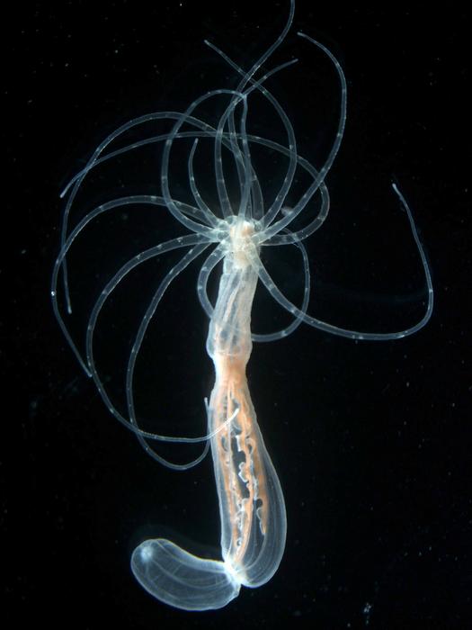 Fig. 1: Adult polyp of the sea anemone Nematostella vectensis.