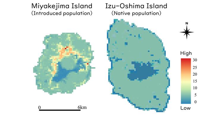 Feces density of Japanese weasels: introduced (Miyakejima) vs. native (Izu-Oshima)