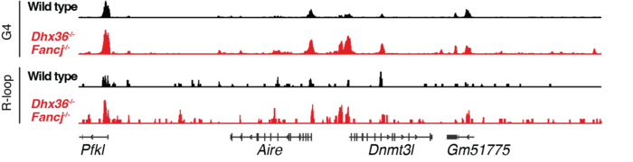 Genome browser view showing G-quadruplex and R-loop signals