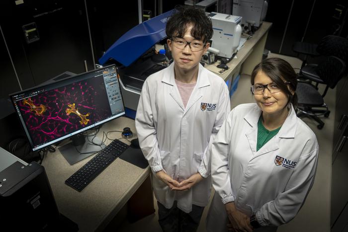 New biomaterial developed by NUS researchers shows how ageing in the heart could be reversed (Photo 1)