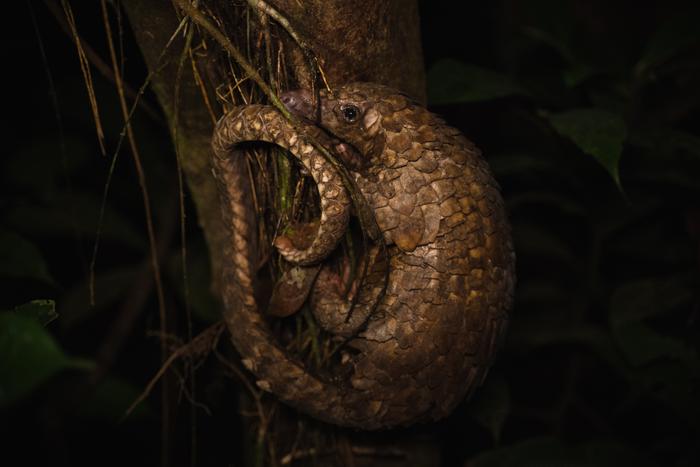 White-bellied pangolin on a tree in Nigeria