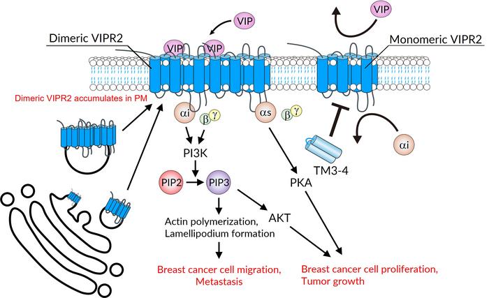 The involvement of dimeric VIPR2 in tumor growth and metastasis
