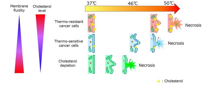 Establishing a link between cholesterol levels and resistance to heat treatment in cancer cells