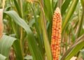 Adapting Dryland Maize to Climate via Cultivars