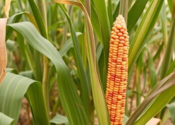 Adapting Dryland Maize to Climate via Cultivars