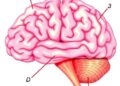BRI3 Regulates Lipid Metabolism in Glioblastoma Resilience