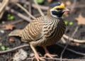 Biochar from Prosopis farcta Destroys Aflatoxin, Boosts Quail Health