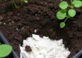 Boosting Compost Microbial Activity with Zeolite Nanoparticles