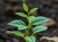 Boosting Plant Resilience Through Bacterial Partnerships
