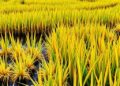 Climate-Resilient Approaches for Sustainable Rice and Potato
