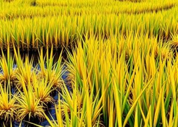 Climate-Resilient Approaches for Sustainable Rice and Potato